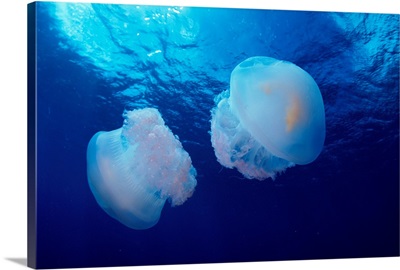 Marshall Islands, Kwajalein Atoll, Pair Of Jellyfish