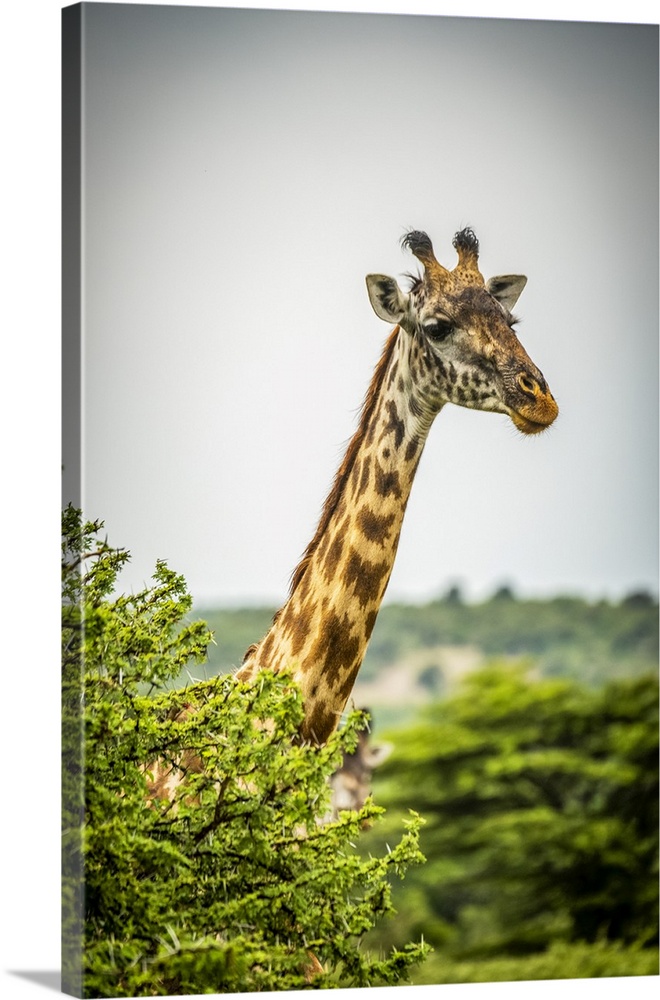 Masai giraffe (Giraffa camelopardalis tippelskirchii) pokes head above leafy bush, Cottars 1920s Safari Camp, Maasai Mara ...
