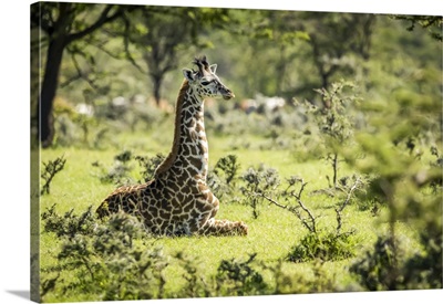 Masai Giraffe Kneeling In Grass Among Bushes, Serengeti National Park, Tanzania
