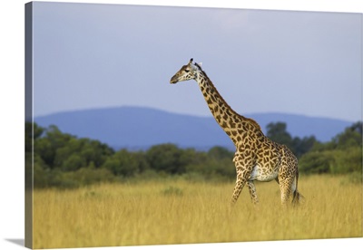 Masai Giraffe, Maasai Mara National Reserve, Kenya, Africa