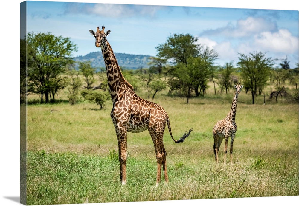 Masai giraffe (giraffa camelopardalis tippelskirchii) stands with calf in savannah, Klein's camp, Serengeti national park,...