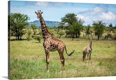 Masai Giraffe Stands With Calf In Savannah, Serengeti National Park, Tanzania