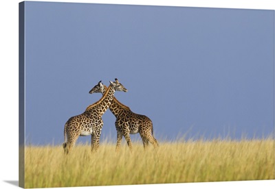 Masai Giraffes, Masai Mara National Reserve, Kenya