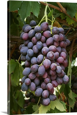 Mature Autumn Royale table grapes on the vine, San Joaquin Valley, California