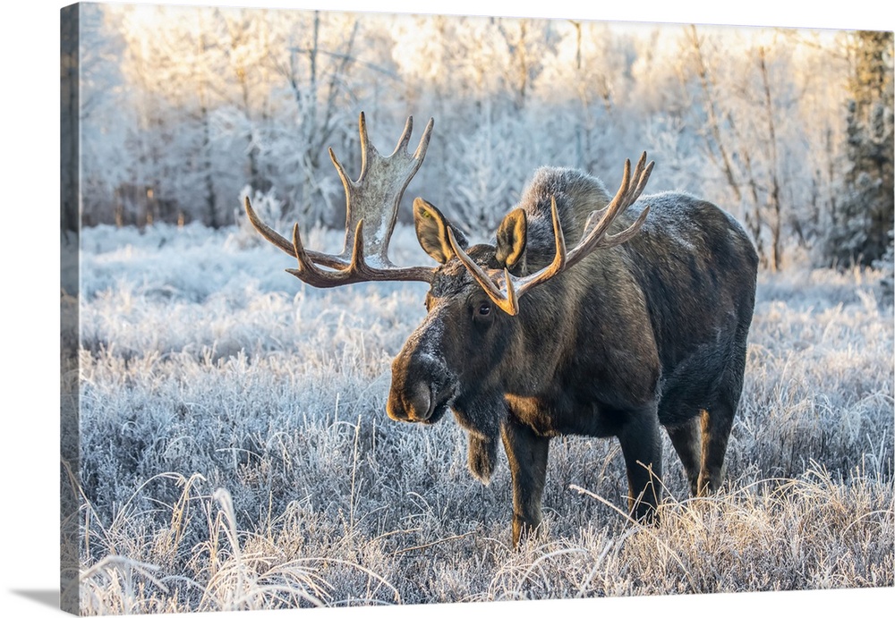 Mature bull moose (Alces alces) standing and feeding in early morning with hoar frost in in the field, South Anchorage, So...