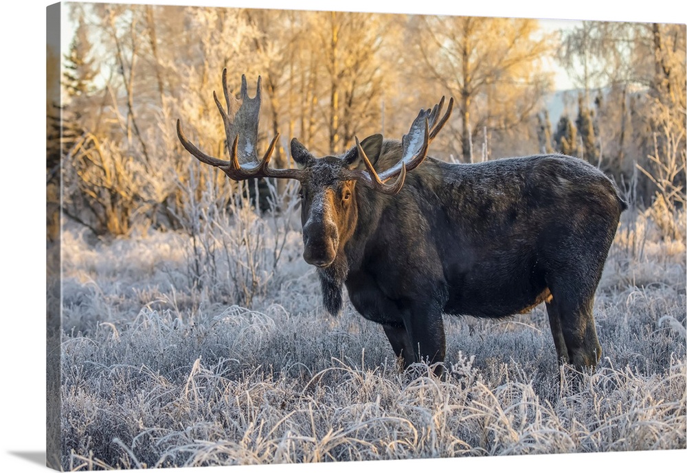 Mature bull moose (alces alces) standing and feeding in early morning with hoar frost in in the field, south anchorage, so...