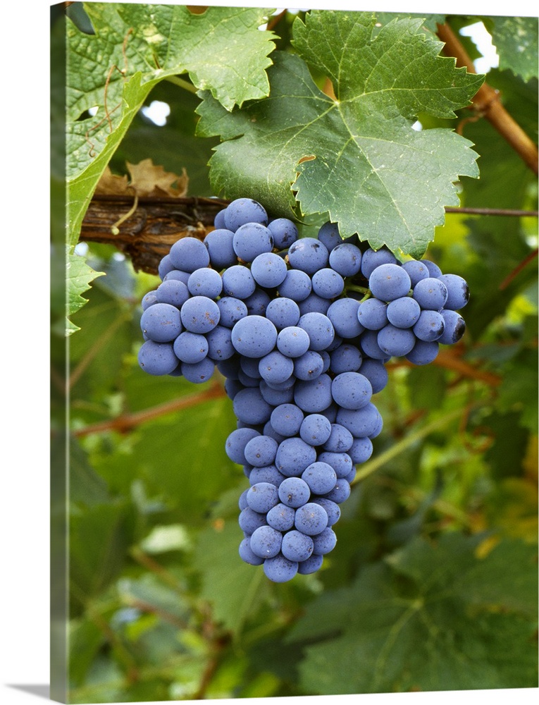 Mature Cabernet Franc wine grape cluster on the vine, Sonoma County, California