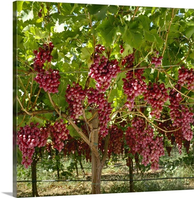Mature, harvest ready bunches of Crimson Seedless grapes