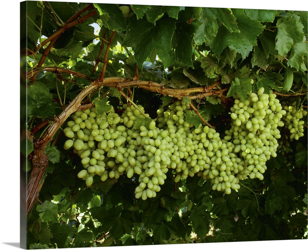 Mature, harvest ready bunches of Thompson Seedless table grapes on the vine