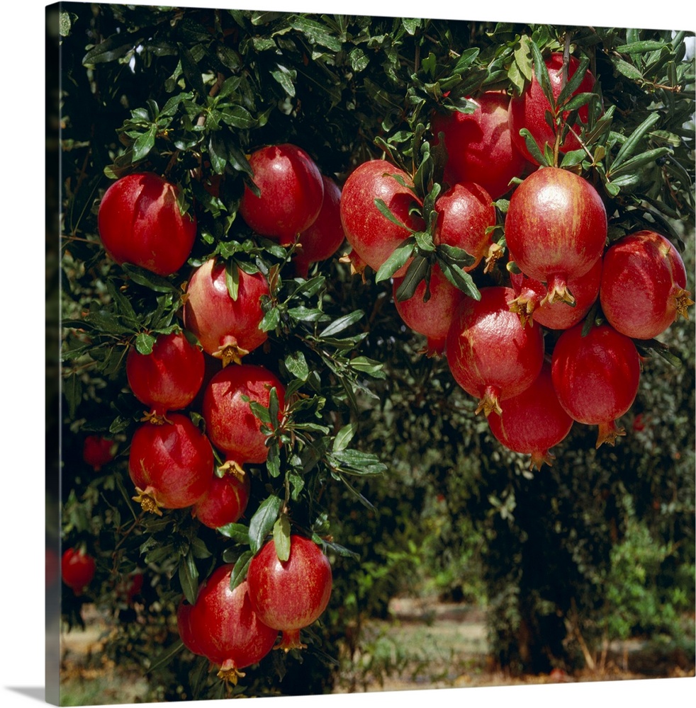 Mature, harvest ready pomegranates on the tree
