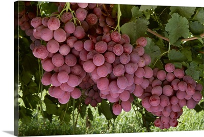 Mature Red Globe table grapes on the vine