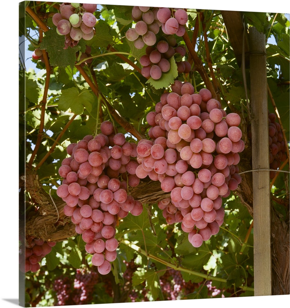 Mature Red Globe table grapes on the vine, Fresno County, California