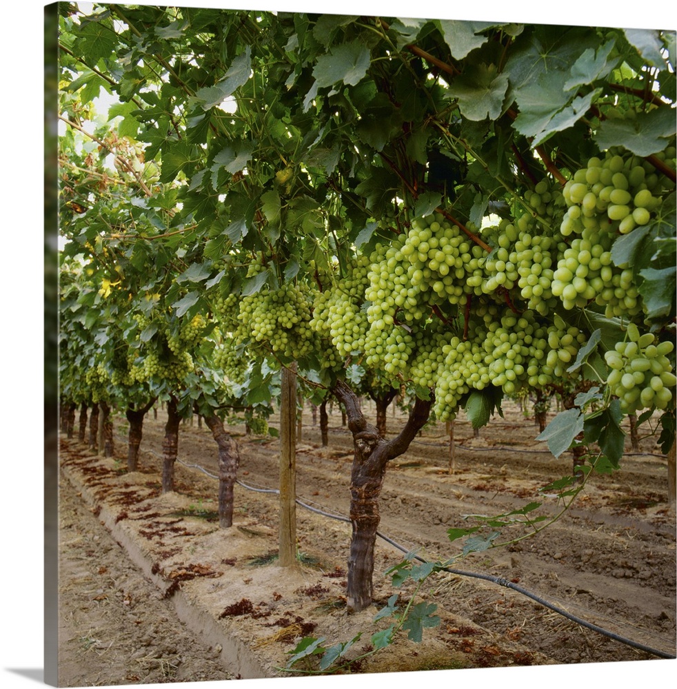 Mature Thompson Seedless table grapes on the vine, Fresno County, California