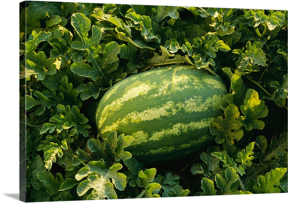 Mature watermelon in the field, ready for harvest, Tennessee