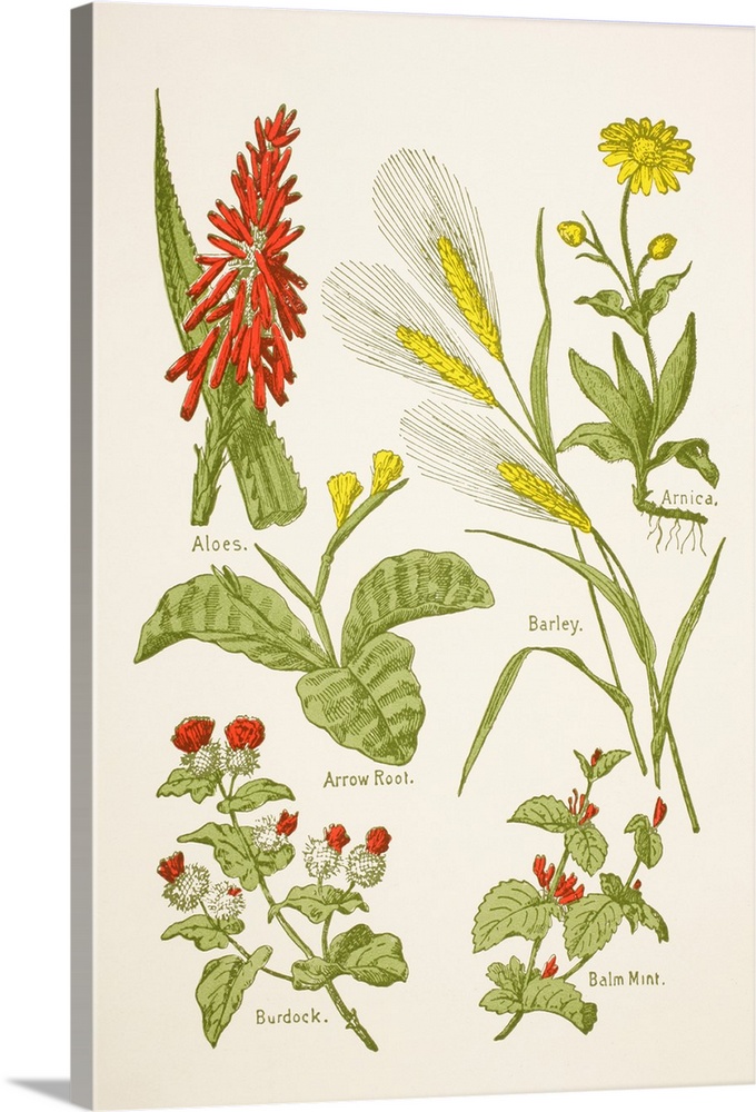 Medicinal Herbs And Plants
