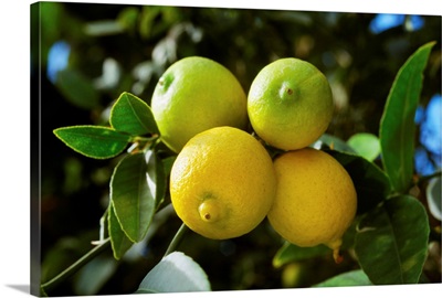 Mexican key limes on the tree, San Diego, California