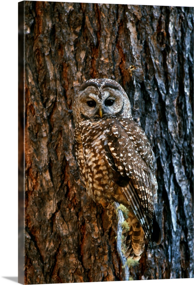Mexican Spotted Owl Camouflaged Against Tree Bark