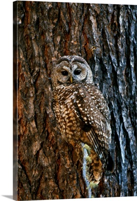Mexican Spotted Owl Camouflaged Against Tree Bark