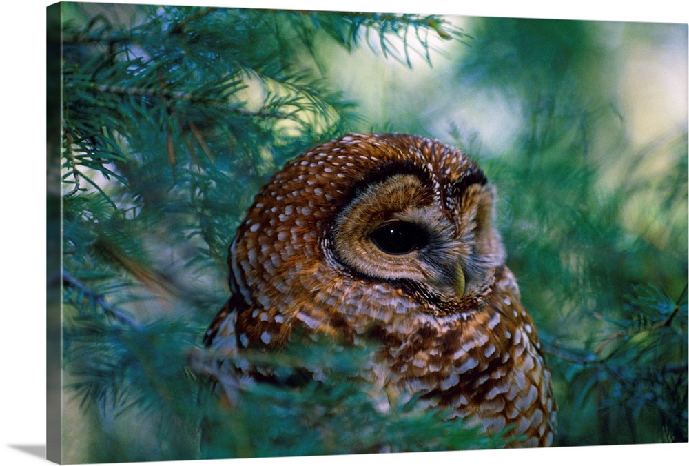 Mexican Spotted Owl In Tree Wall Art, Canvas Prints, Framed Prints ...