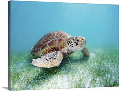 Mexico, Akumal, Green Sea Turtle (Chelonia Mydas) An Endangered Species