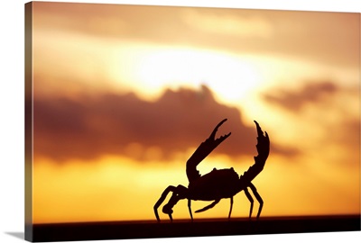 Mexico, Cabo San Lucas, Baja California Sur, Crab Walking On Railing In Sunset