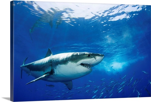 Mexico, Guadalupe Island, Great White Shark (Carcharodon Carcharias ...