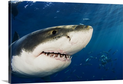 Mexico, Guadalupe Island, Great White Shark (Carcharodon Carcharias)