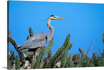 Mexico, Sea Of Cortez, Closeup Of A Great Blue Heron On A Nest In Cactus