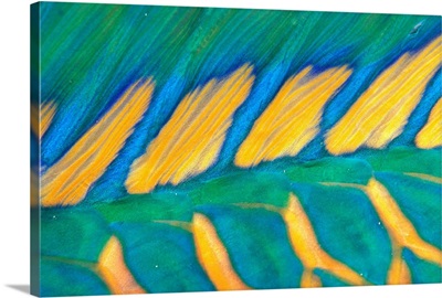 Micronesia, Bicolor Parrotfish Dorsal Fin And Scales, Detail (Cetoscarus Bicolor)