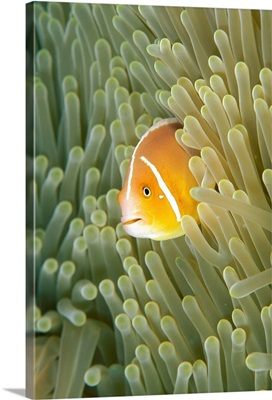 Micronesia, Orange-Fin Anemonefish And Sea Anemone