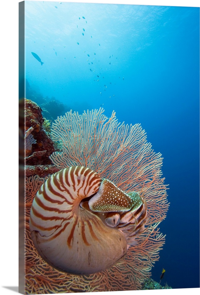 Micronesia, Palau, Chambered Nautilus (Nautilus Pompilius) Floating Among Coral