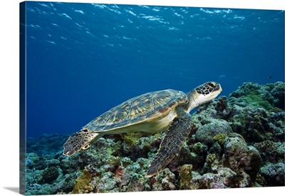 Micronesia, Yap, Green Sea Turtle (Chelonia Mydas) Over Coral Reef