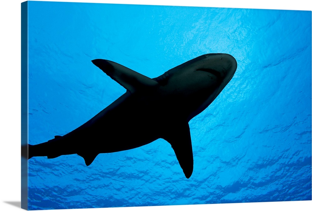 Micronesia, Yap, Silhouette Of A Grey Reef Shark (Carcharhinus Amblyrhynchos)