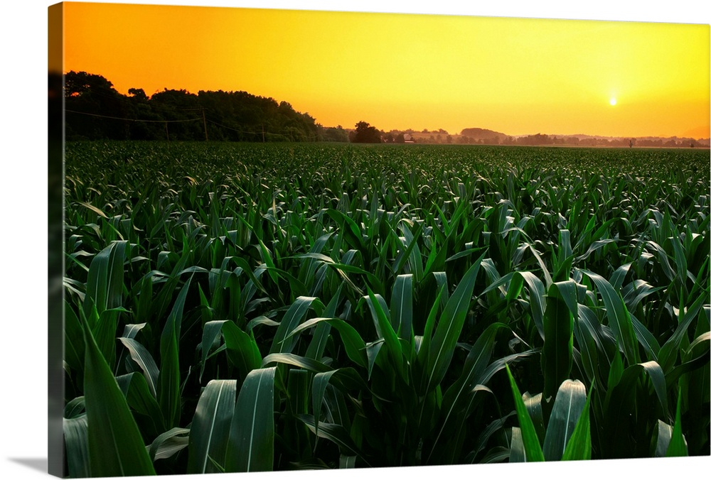 Mid growth pre-tassel grain corn field at sunset with a farmstead in the distance