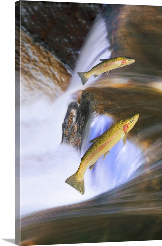 Migrating Steelhead Salmon Leaping Over Falls, Canada