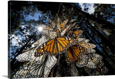 Millions Of Monarch Butterflies Travel To Winter Roosts In Mexico, Sierra Chincua