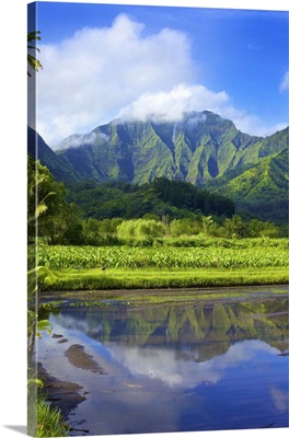 Mirror image of green, foliage covered mountains and fields of taro crops