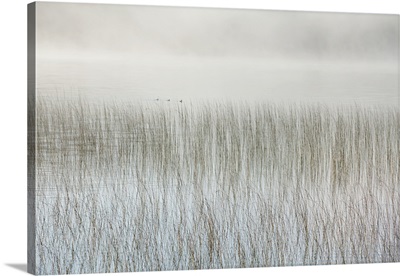 Mist On A Lake With Reeds; Ontario, Canada