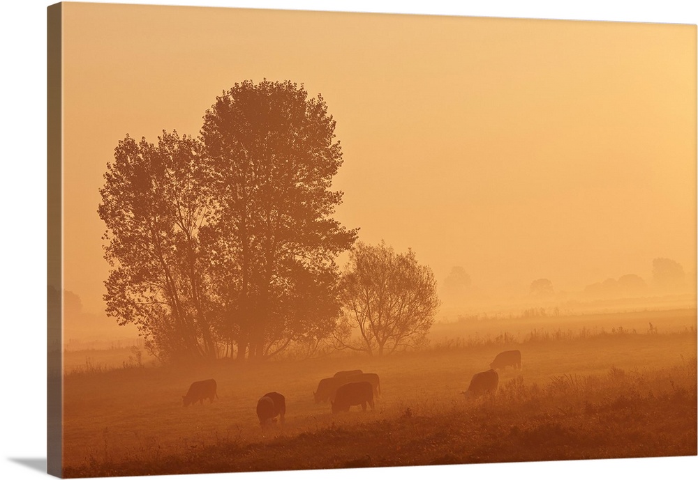Misty countryside glowing orange at sunrise with sheep (ovis aries) grazing in a pasture, in king's Sedgemoor, part of the...