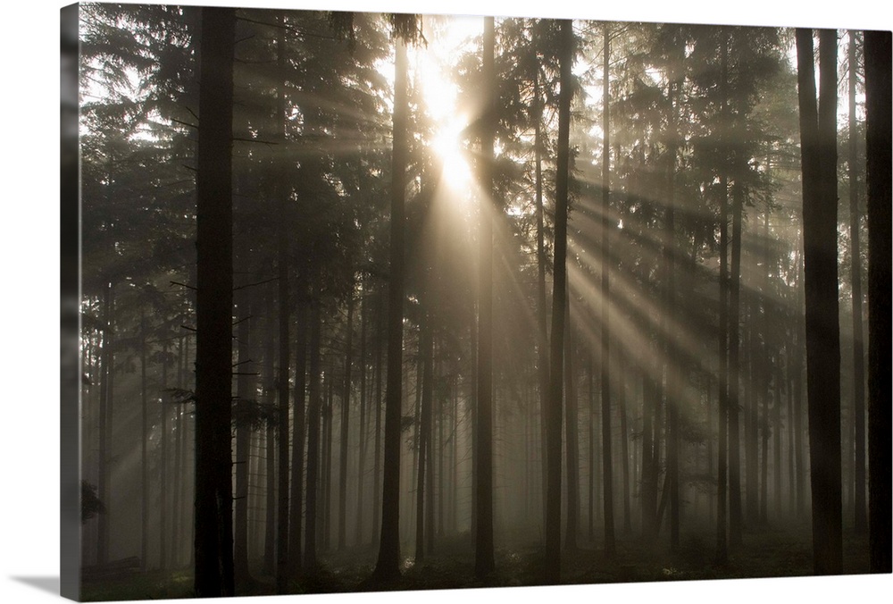Misty Pine Forest With Sun Ray, Nibelungengau, Austria