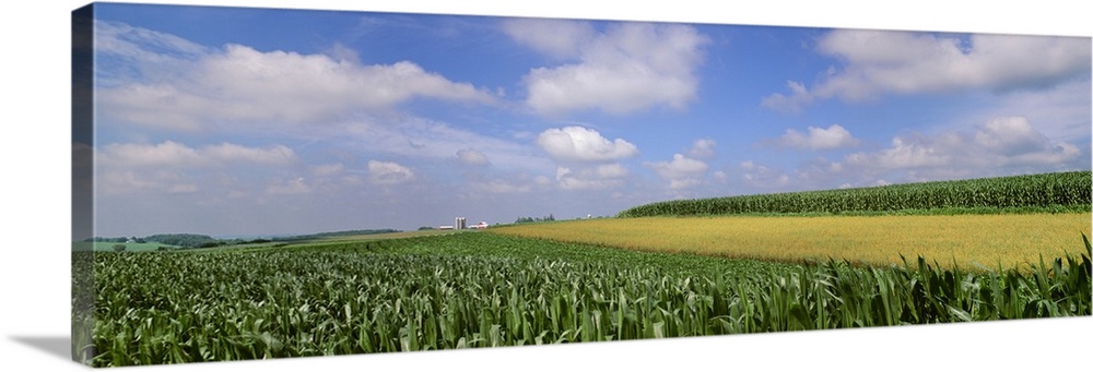 Mixed fields of mid growth grain corn, soybeans and maturing oats with farmsteads