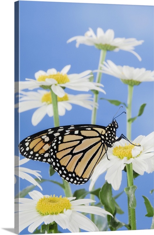 Monarch Butterfly In Daisies 