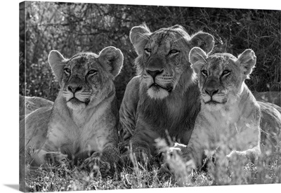 Monochromatic Male Lion Lies Between Two Females, Kenya