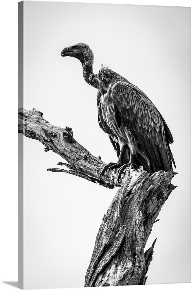 Monochrome white-backed vulture (Gyps africanus) on dead tree stump, Tarangire National Park; Tanzania