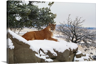 Montana Mountain Lion (Felis Concolor) Resting In Winter