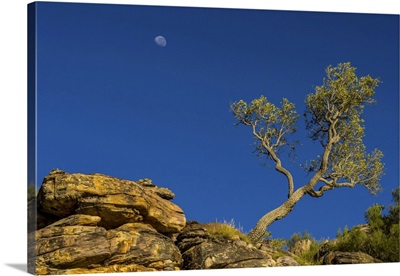 Moon Behind A Tree Near The King George River, Australia