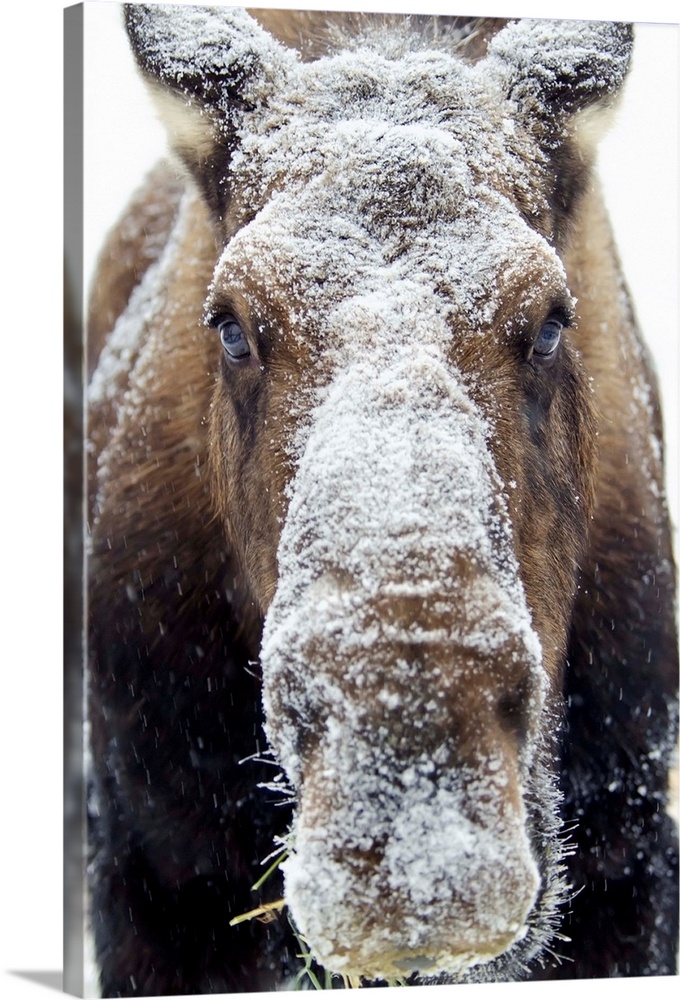 Moose (alces alces) face covered in snow;Yukon canada