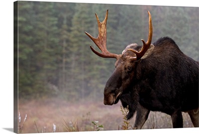 Moose, Algonquin Provincial Park, Ontario, Canada