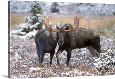 Moose Bull And Cow, Powerline Pass, Chugach State Park, Chugach Mountains, Alaska