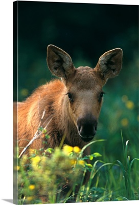 Moose Calf Stands In Yellow Flowers Kp Alaska Summer